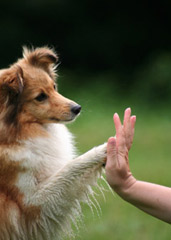 SNAP-NC: Spay Neuter Assistance Program of North Carolina